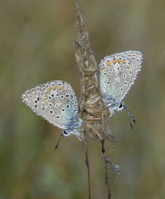 Icarusblauwtje-Common blue