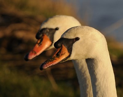 Knobbelzwaan -Mute Swan