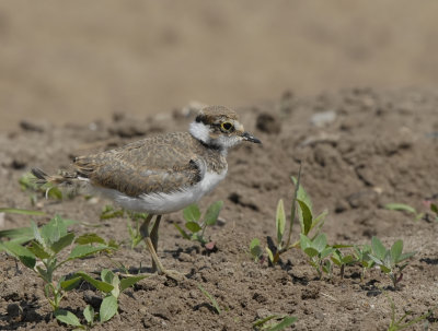 Kleine plevier -Little Ringed Plover