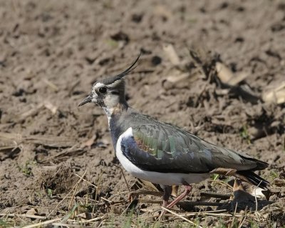 Kievit-Northern Lapwing