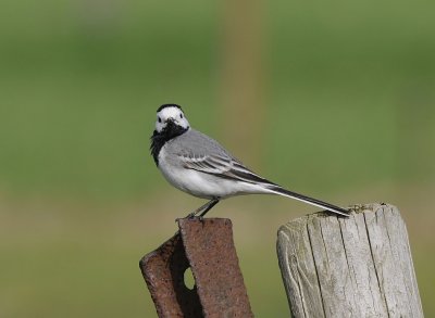 Witte kwikstaart -Pied Wagtail