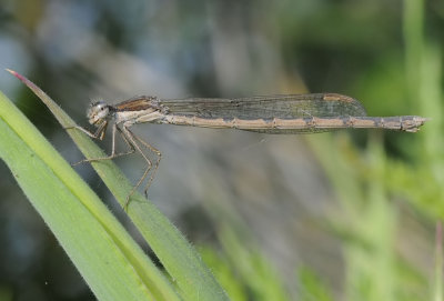 Bruine winterjuffer-Brown Emerald Damselfly