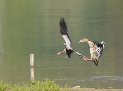 Nijlgans-Egyptian Goose