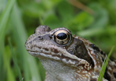 Bruine kikker-Common frog
