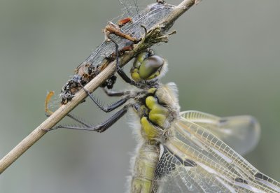 Viervlek-Four Spotted Chaser