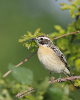 Paapje -Whinchat