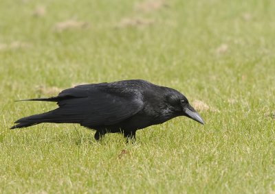 Zwarte kraai-Carrion Crow