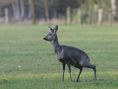 Ree-Roe-deer