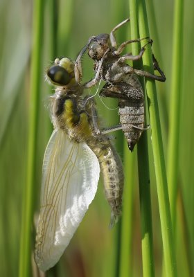 Viervlek-Four Spotted Chaser