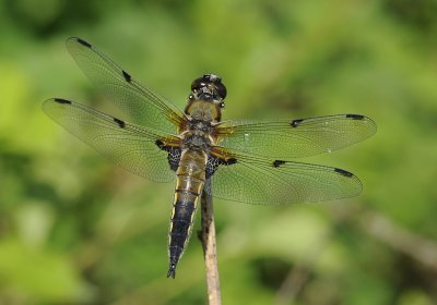 Viervlek-four Spotted Chaser