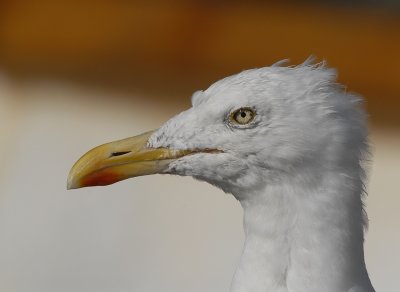 Zilvermeeuw-Herring Gull