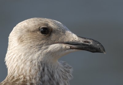 Zilvermeeuw-Herring Gull