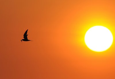 Visdief -Common Tern