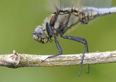Gewone oeverlibel -Black tailed Skimmer