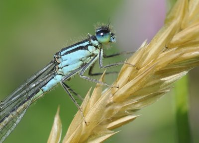 lantaarntjes-Bleu tailed Damselfly