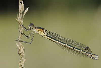 Tangpantserjuffer-Scarce Emarald Damselfly