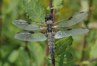 Viervlek-four Spotted Chaser