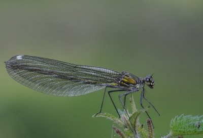 Weidebeekjuffer-Banded Demoiselle