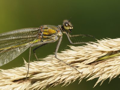 Weidebeekjuffer-Banded Demoiselle