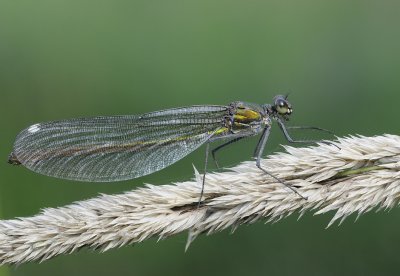 Weidebeekjuffer-Banded Demoiselle