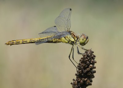 Steenrode heidelibel-Vagrant Darter