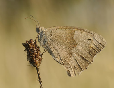 Bruin zandoogje-Meadow brown