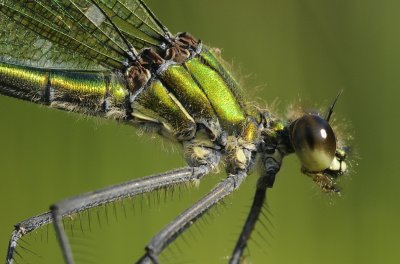 Weidebeekjuffer-Banded Demoiselle