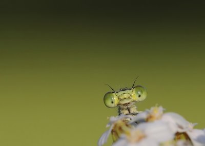 Kanaaljuffer-Marked Damselfly