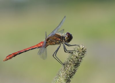 Bloedrode heidelibel-Ruddy Darter