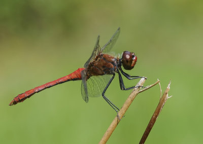 Bloedrode heidelibel-Ruddy Darter
