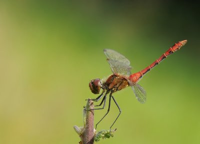 Bloedrode heidelibel-Ruddy Darter