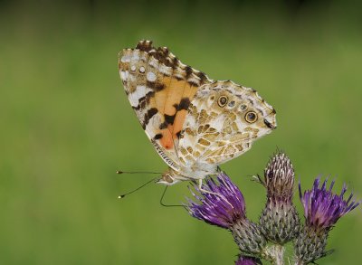 Distelvlinder-Painted Lady