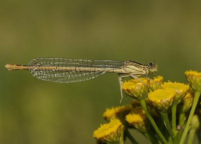 Blauwe breedscheenjuffer-White-legged Damselfly