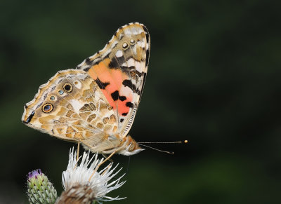 Distelvlinder-Painted Lady