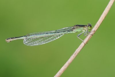 Tengere grasjuffer-Scarce Bleu-tailed Damselfly
