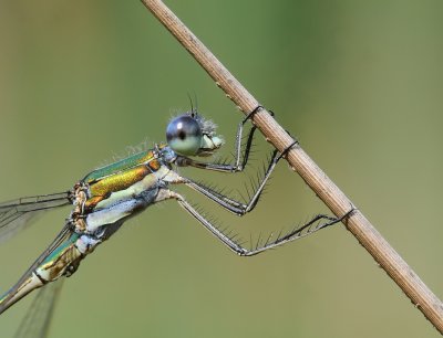 Tengere pantserjuffer-Small Spreadwing