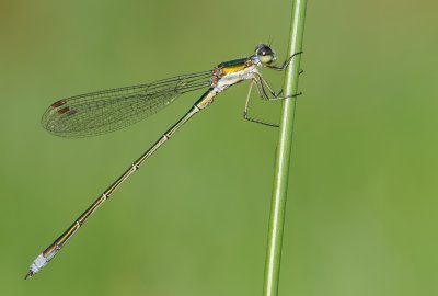 Tengere pantserjuffer-Small Spreadwing