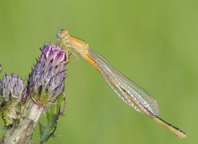 Tengere grasjuffer-Scarce Bleu-tailed Damselfly