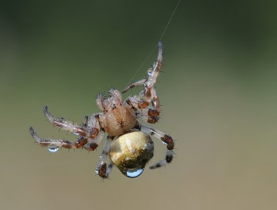 Viervlekwielwebspin