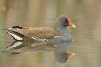 Waterhoen-Moorhen