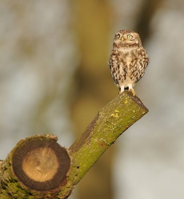 Steenuil -Little Owl