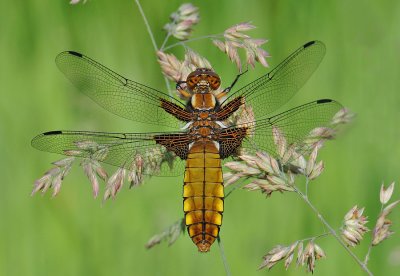 Platbuik-Broadbodied Chaser