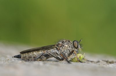 Geelbaardroofvlieg