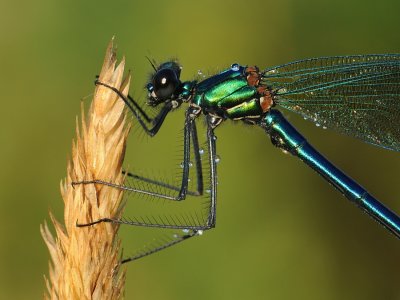 Weidebeekjuffer-Banded Demoiselle