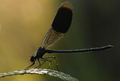 Weidebeekjuffer-Banded Demoiselle