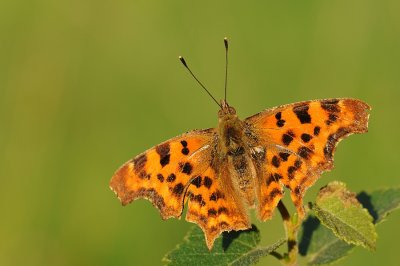 Gehakkelde aurelia-Comma Butterfly