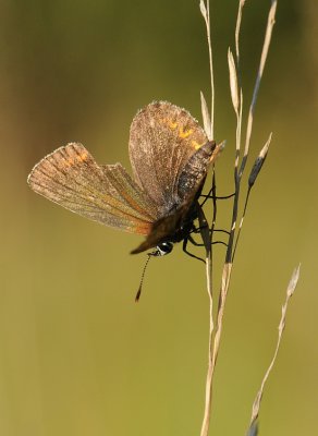 Heideblauwtje-Silver- Studded bleu