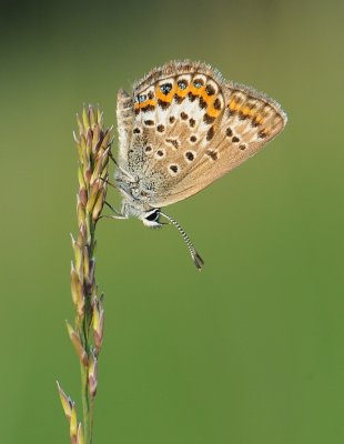 Heideblauwtje-Silver- Studded bleu