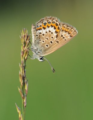 Heideblauwtje-Silver- Studded bleu