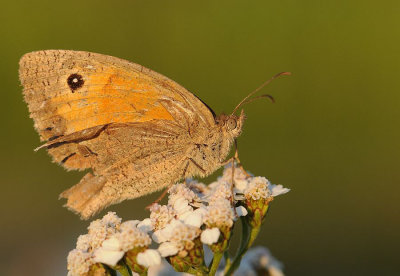 Bruin zandoogje-Meadow brown